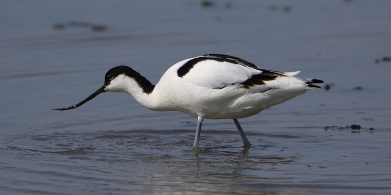 Avocet at The Christopher Cadbury Wetland Reserve at Upton Warren
