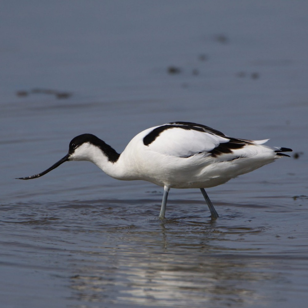 Avocet wading at Upton Warren nature reserve near Aztec Adventure, Worcestershire