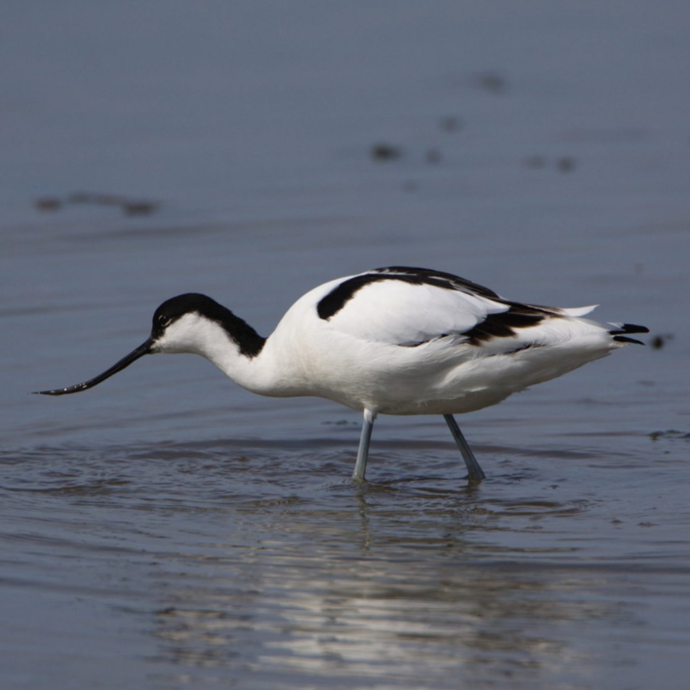 Avocet at The Christopher Cadbury Wetland Reserve at Upton Warren