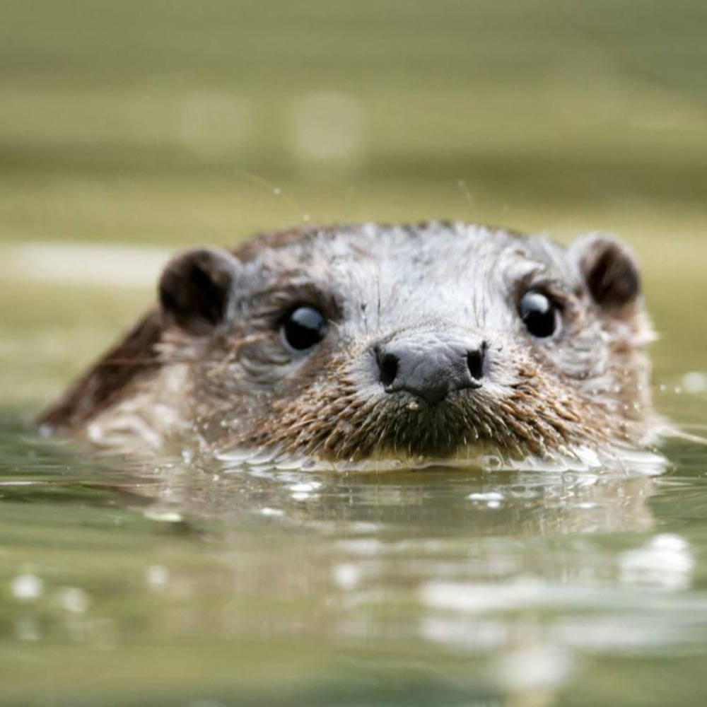 Otter at The Christopher Cadbury Wetland Reserve at Upton Warren