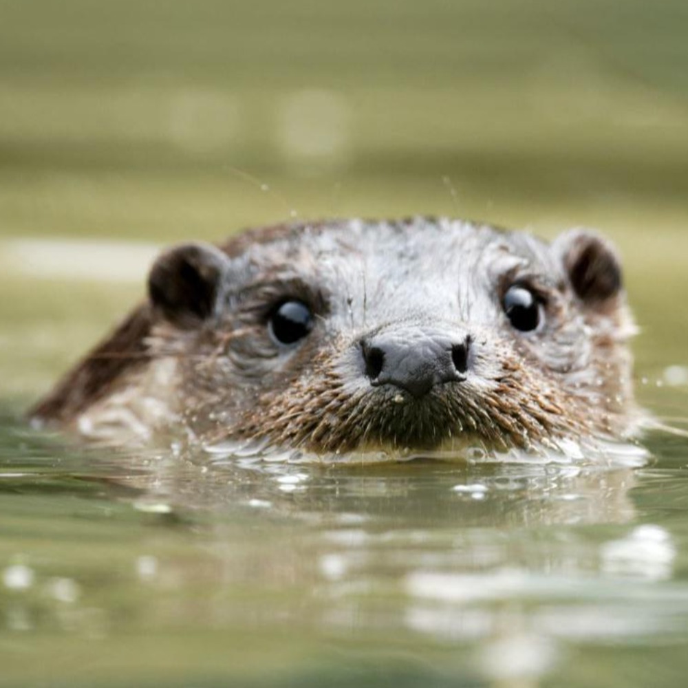 European otter spotted at Upton Warren nature reserve near Aztec Adventure, Worcestershire